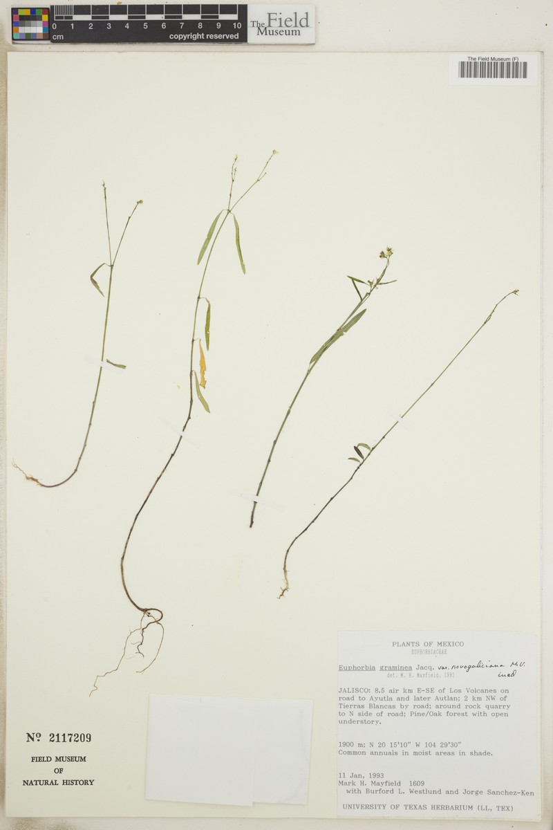Euphorbia graminea var. novogaliciana photo 5