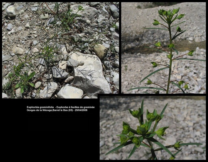 Euphorbia graminifolia