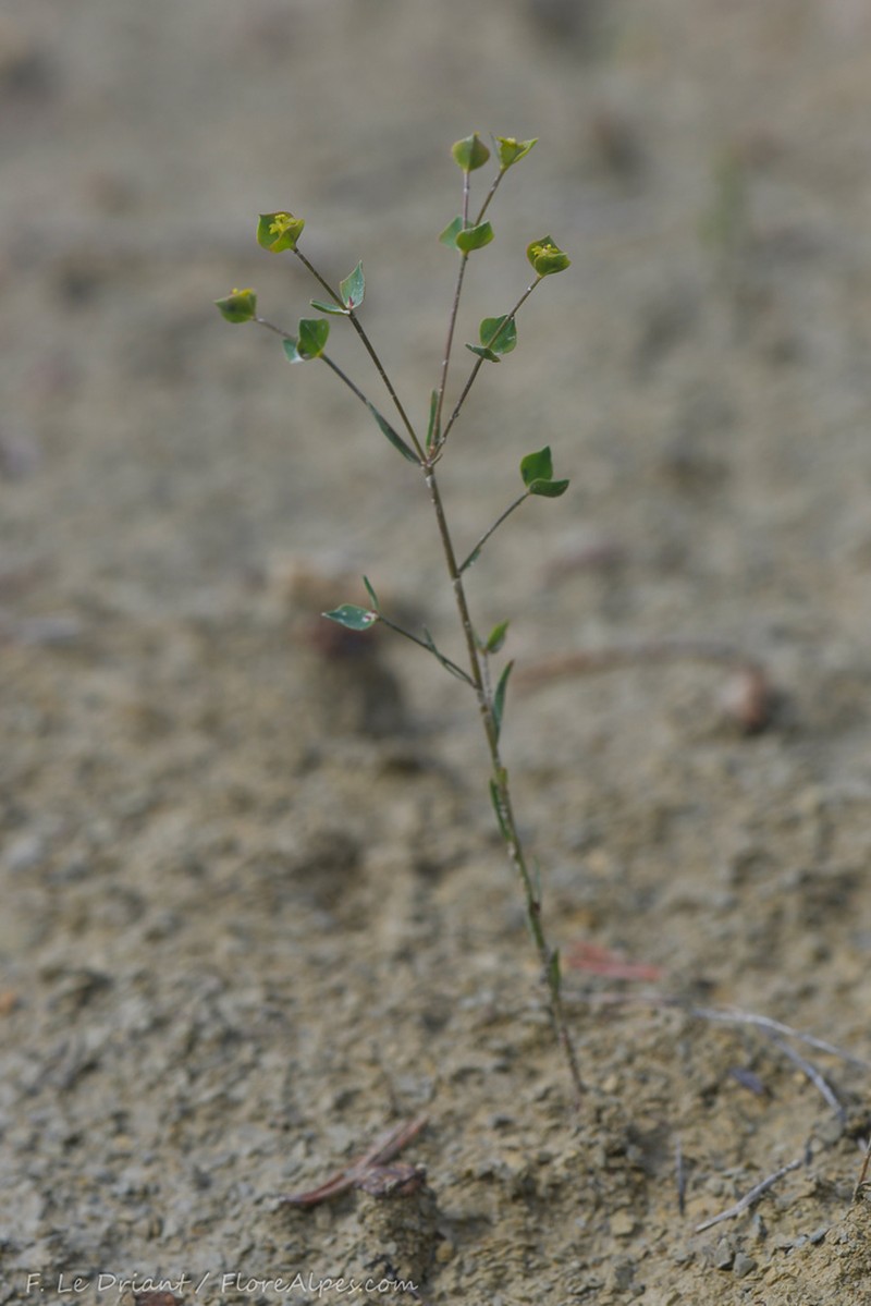 Euphorbia graminifolia photo 3