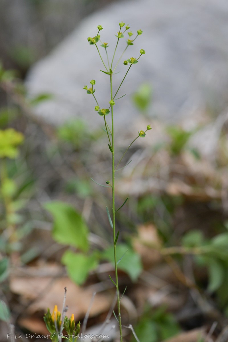 Euphorbia graminifolia photo 4