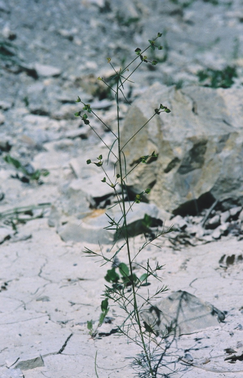 Euphorbia graminifolia photo 5