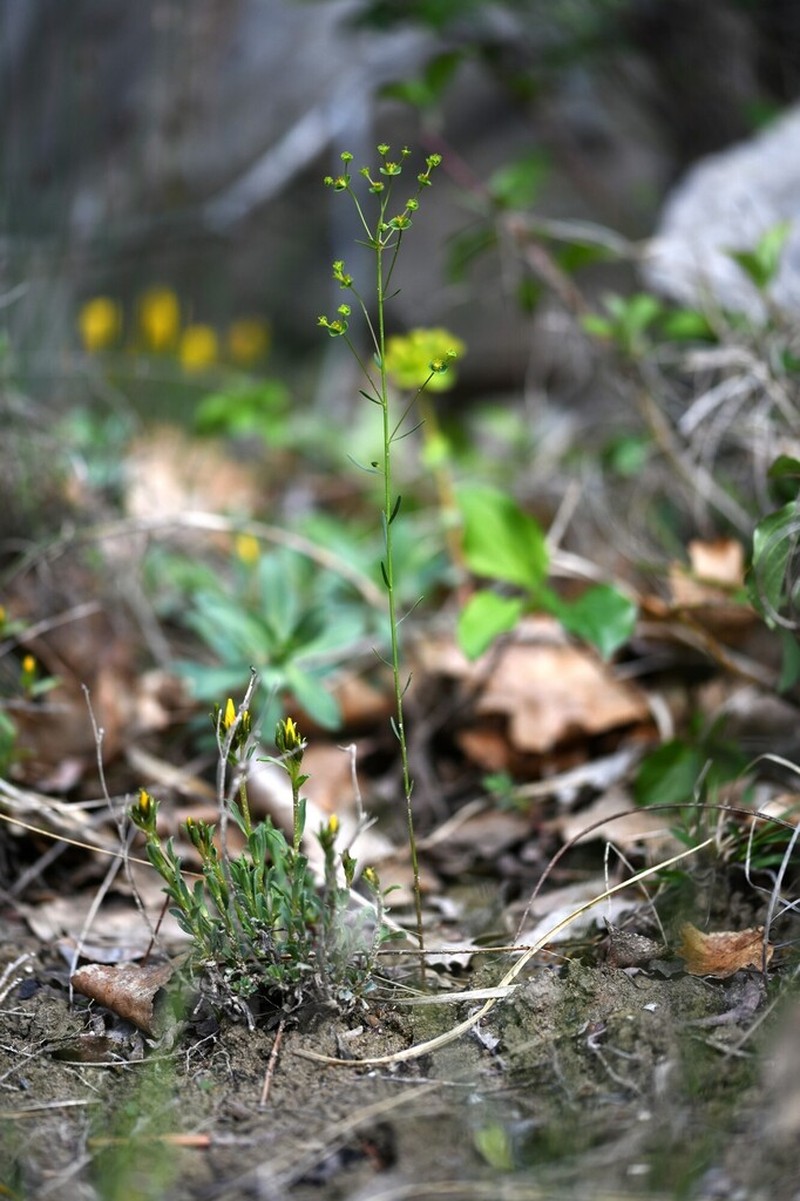 Euphorbia graminifolia photo 6