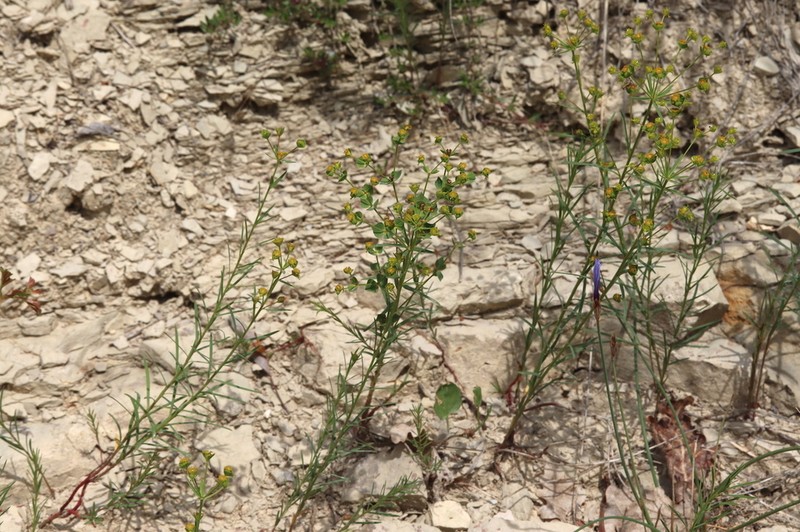 Euphorbia graminifolia photo 7