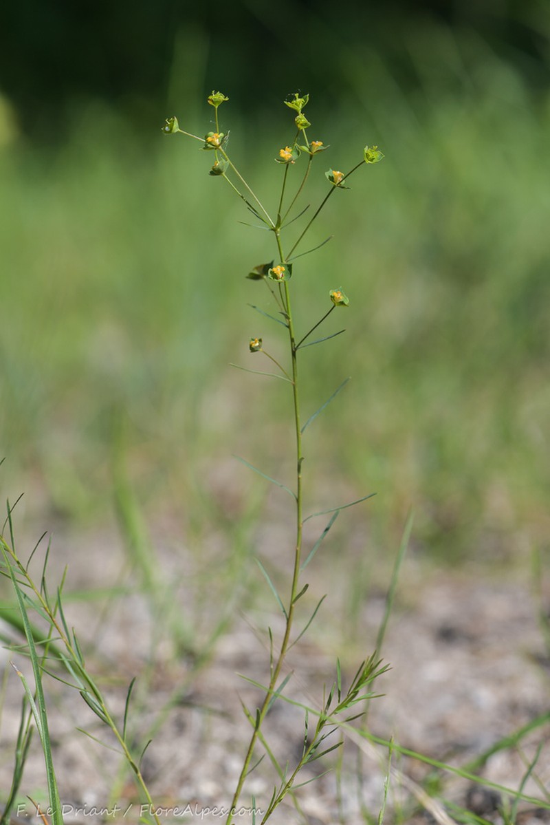 Euphorbia graminifolia photo 8