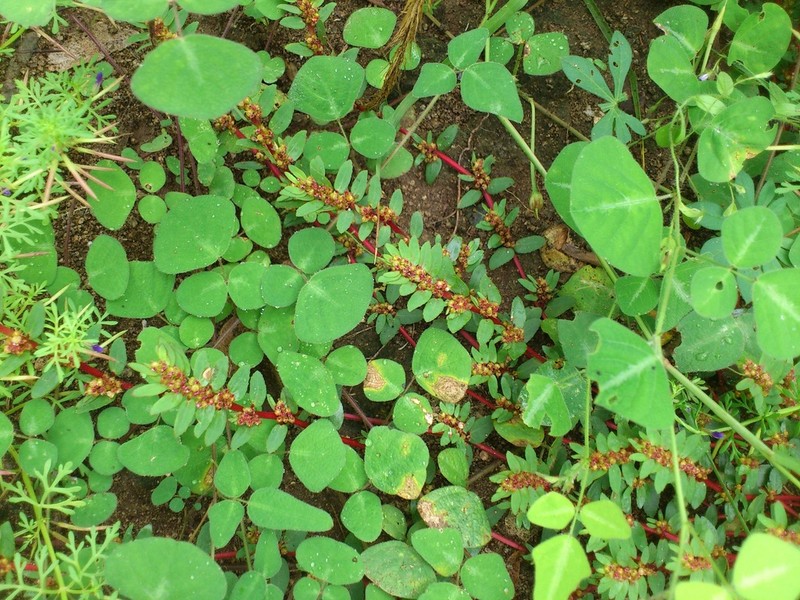 Euphorbia grammata