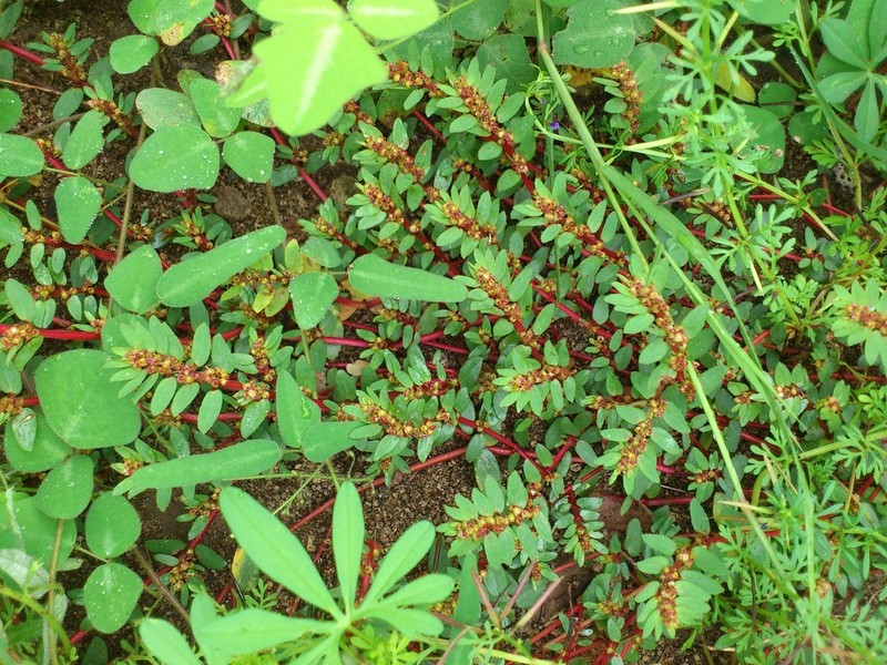 Euphorbia grammata photo 3