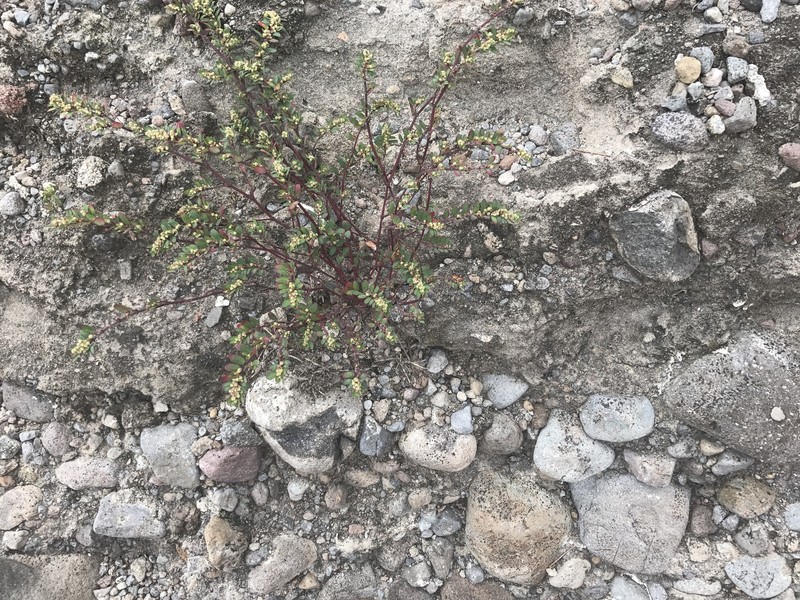 Euphorbia grammata photo 4