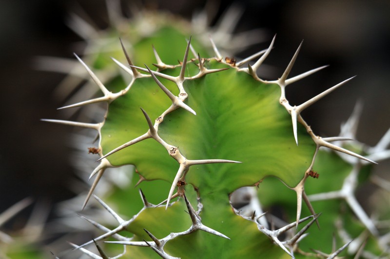 Euphorbia grandicornis