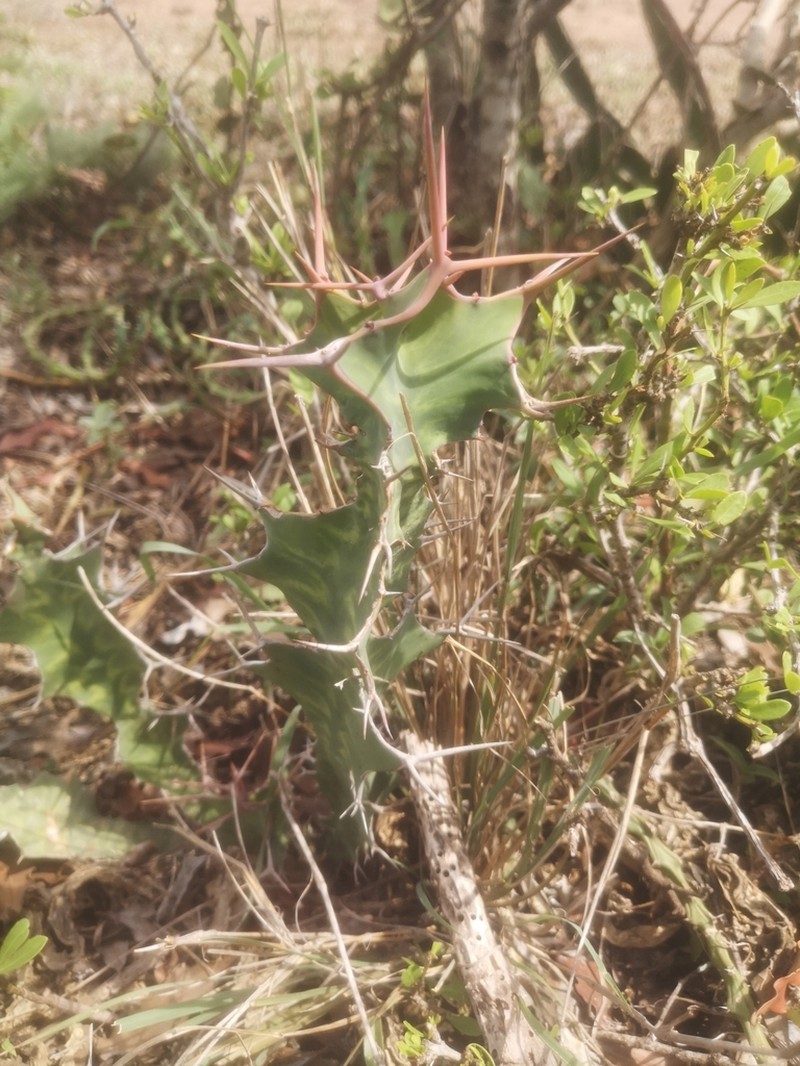 Euphorbia grandicornis photo 2