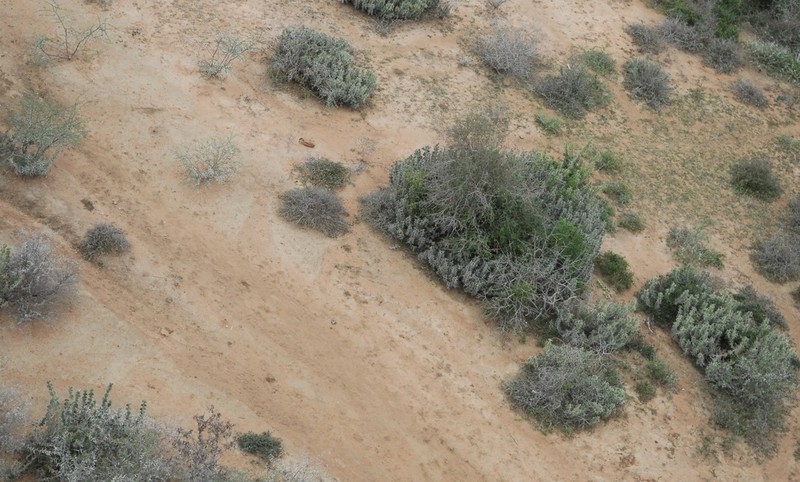Euphorbia grandicornis photo 3