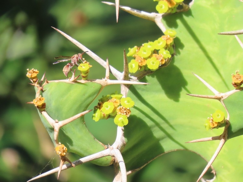 Euphorbia grandicornis photo 4