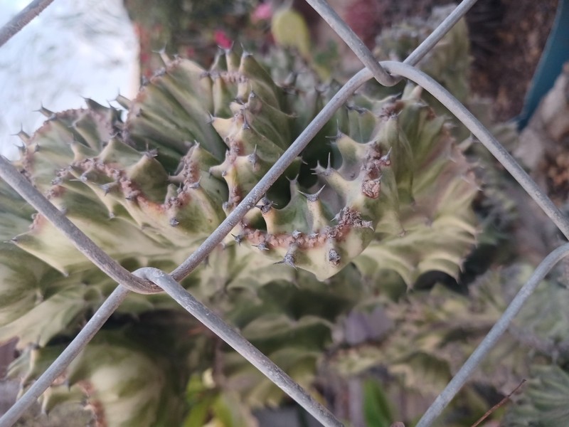 Euphorbia grandicornis photo 5
