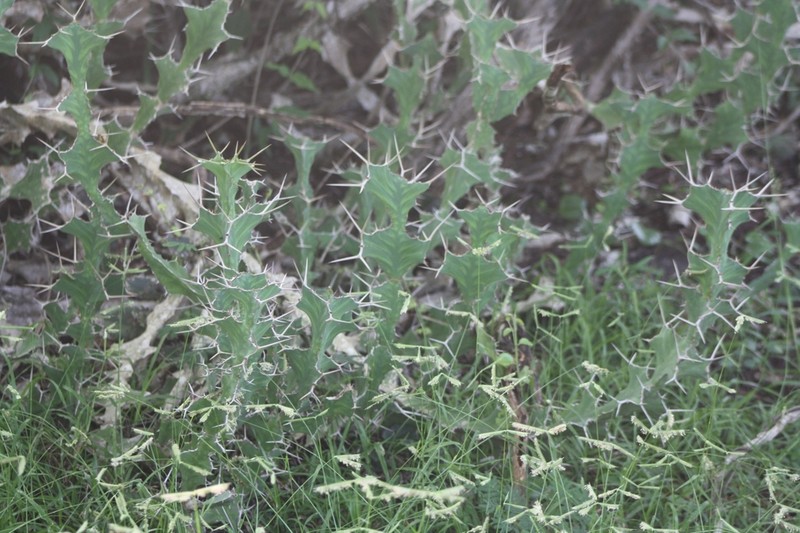 Euphorbia grandicornis photo 6