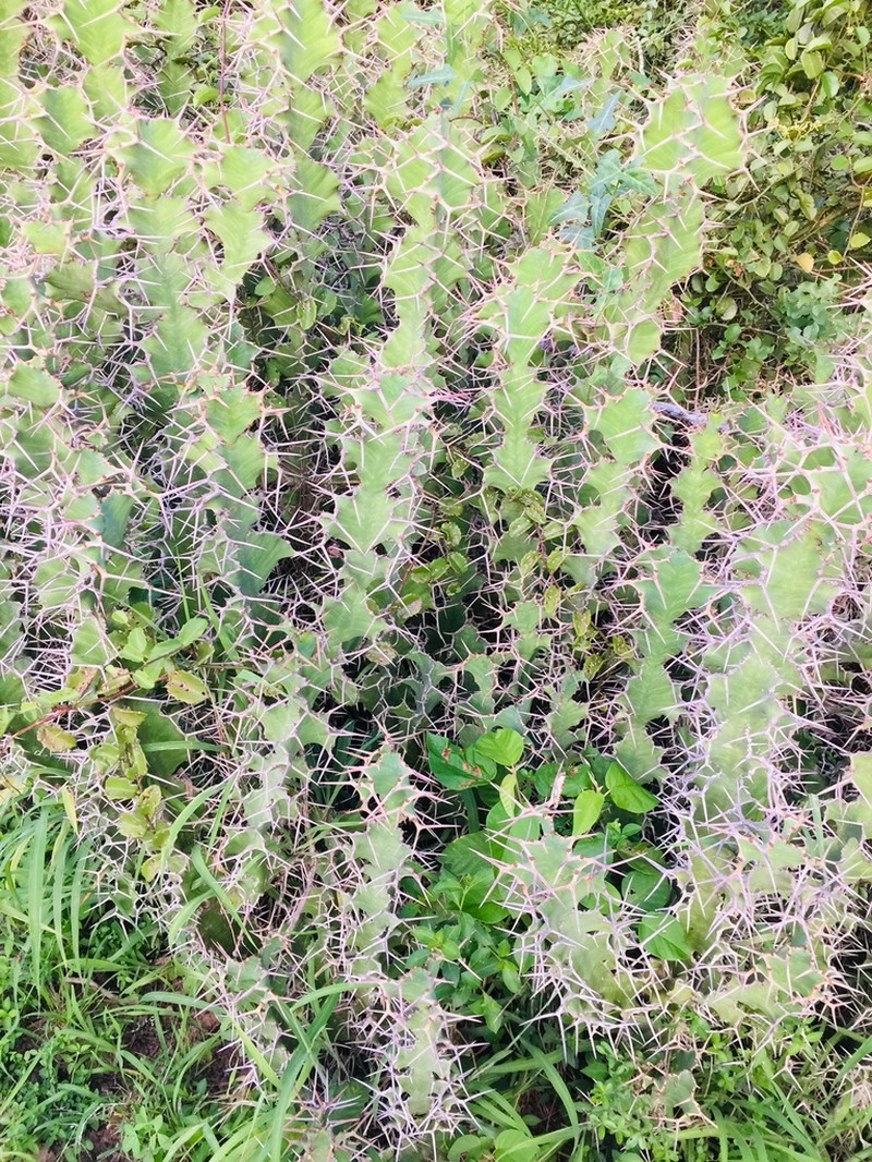 Euphorbia grandicornis photo 7