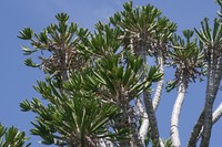 Euphorbia grandidens