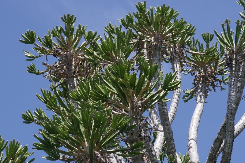 Euphorbia grandidens
