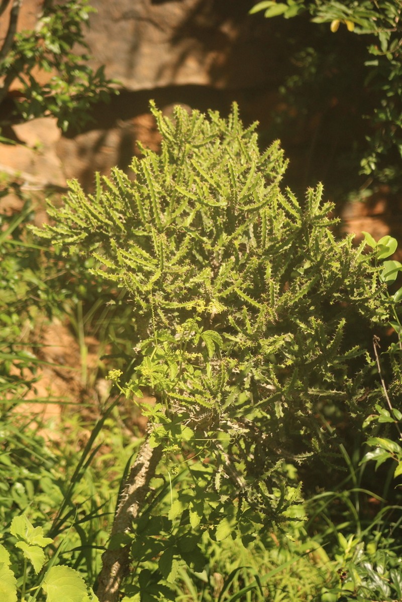 Euphorbia grandidens photo 2