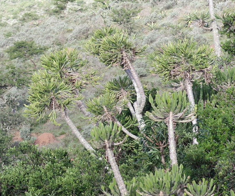 Euphorbia grandidens photo 4