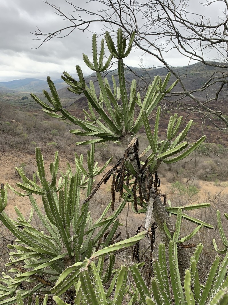 Euphorbia grandidens photo 6