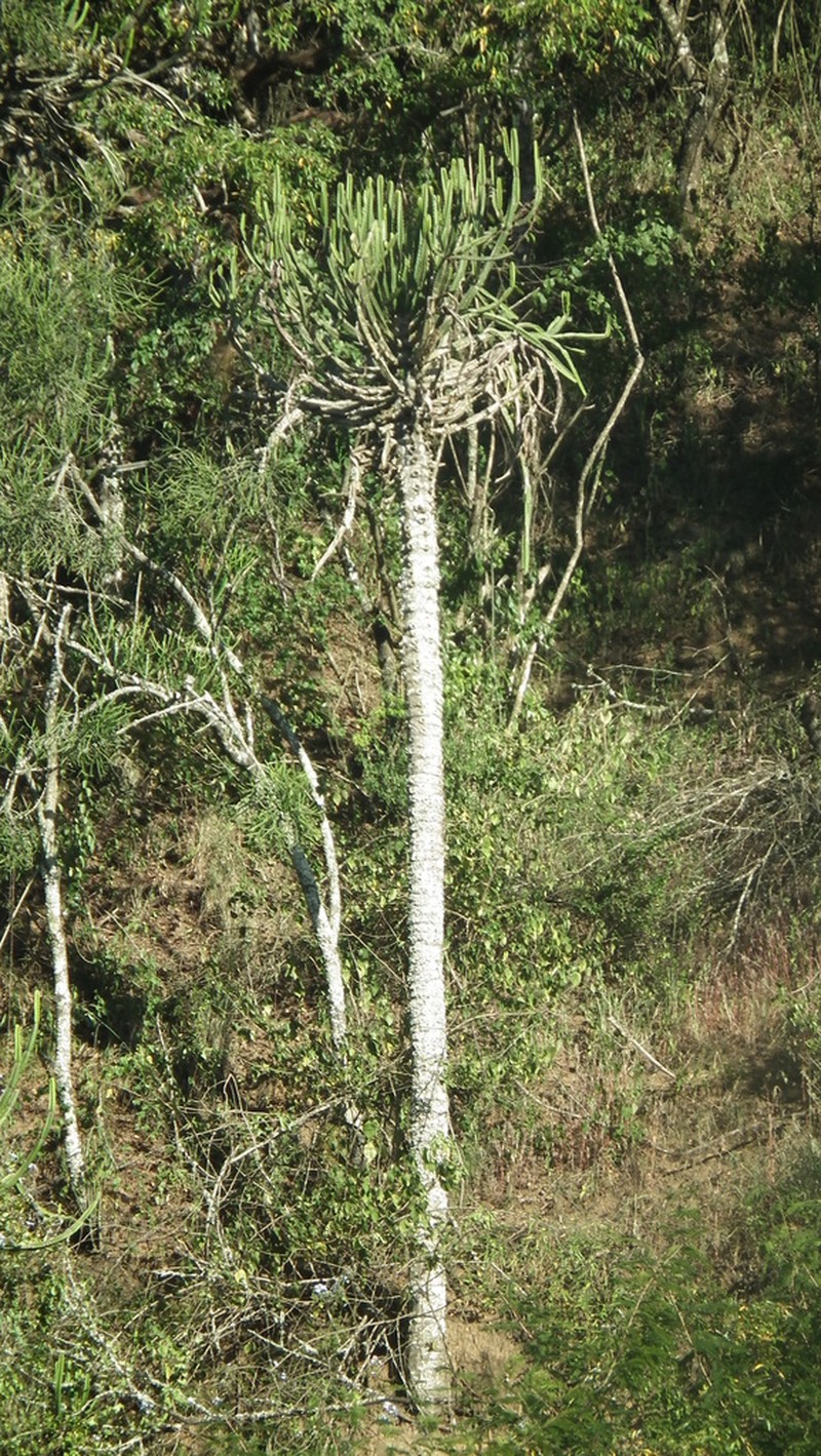 Euphorbia grandidens photo 7