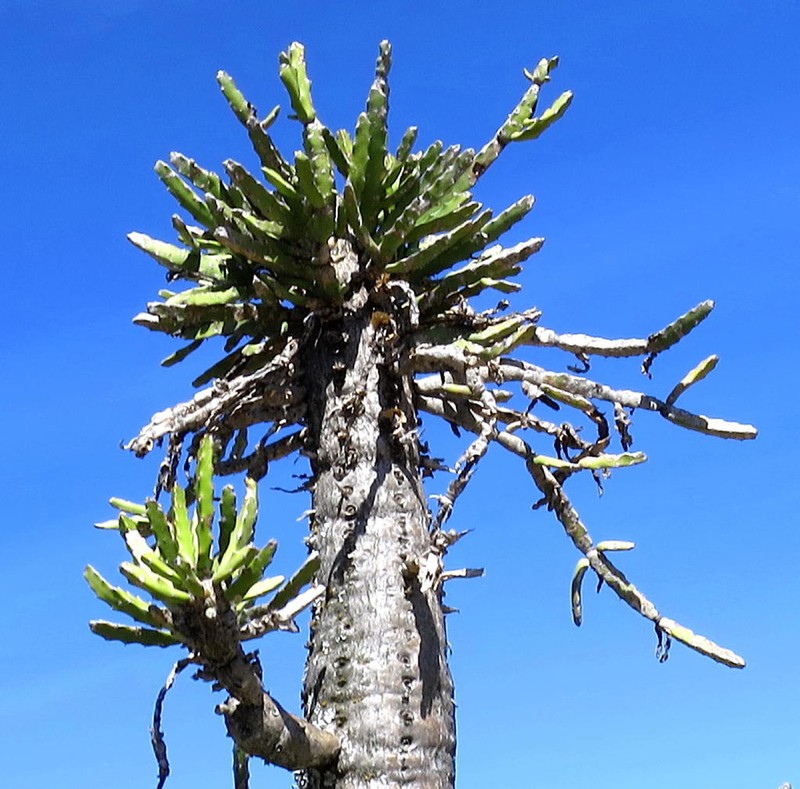 Euphorbia grandidens photo 8