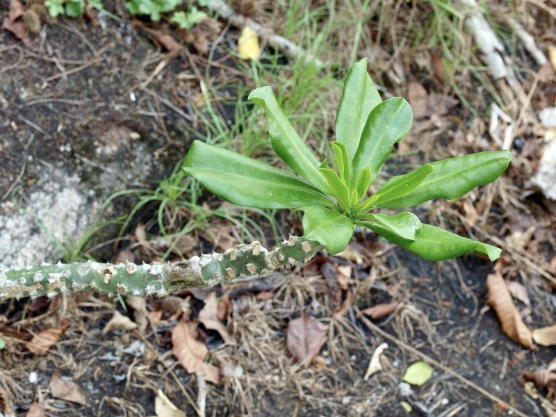Euphorbia grandifolia photo 2