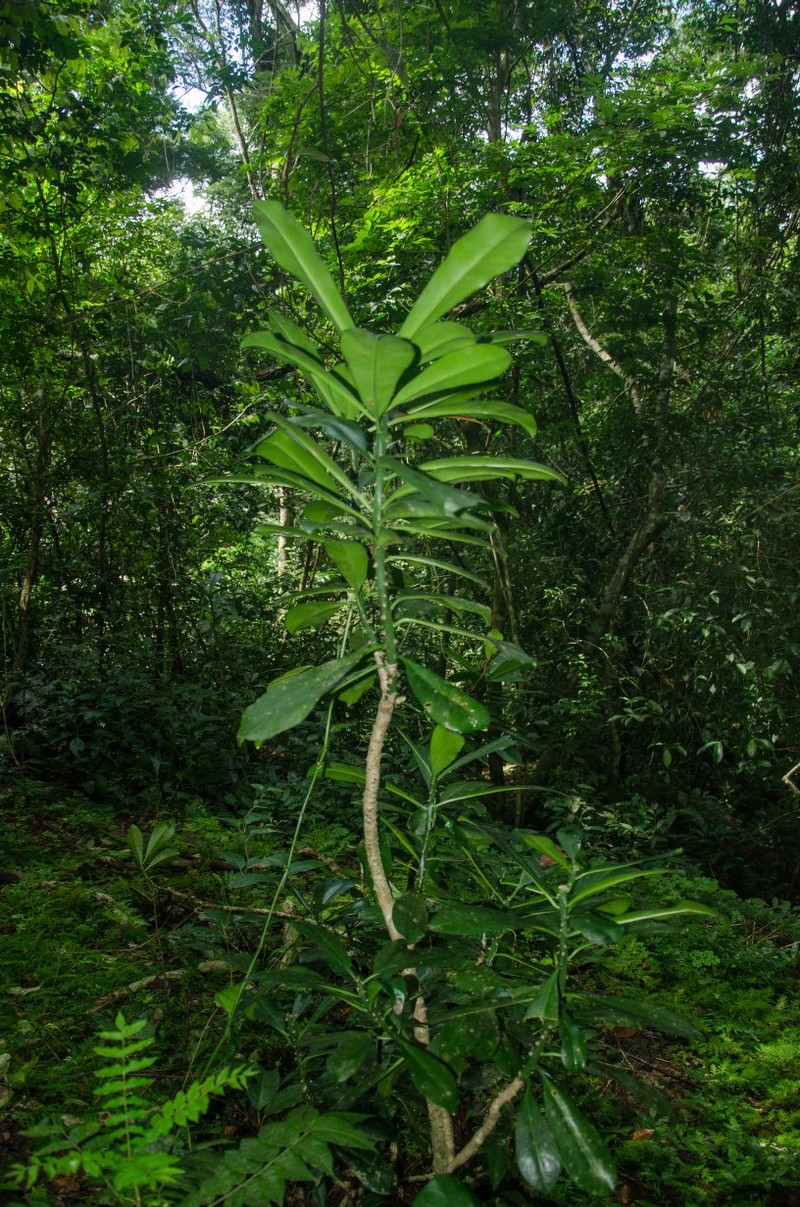 Euphorbia grandifolia photo 3