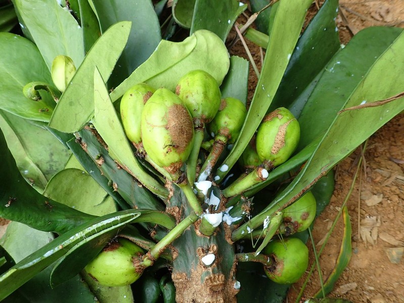 Euphorbia grandifolia photo 4
