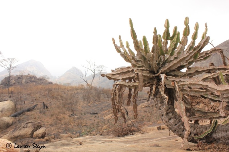 Euphorbia graniticola