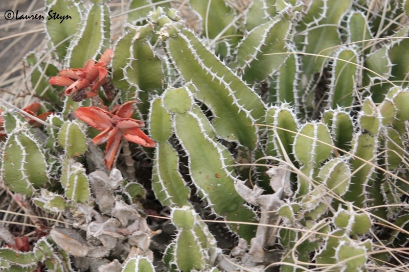 Euphorbia graniticola photo 4