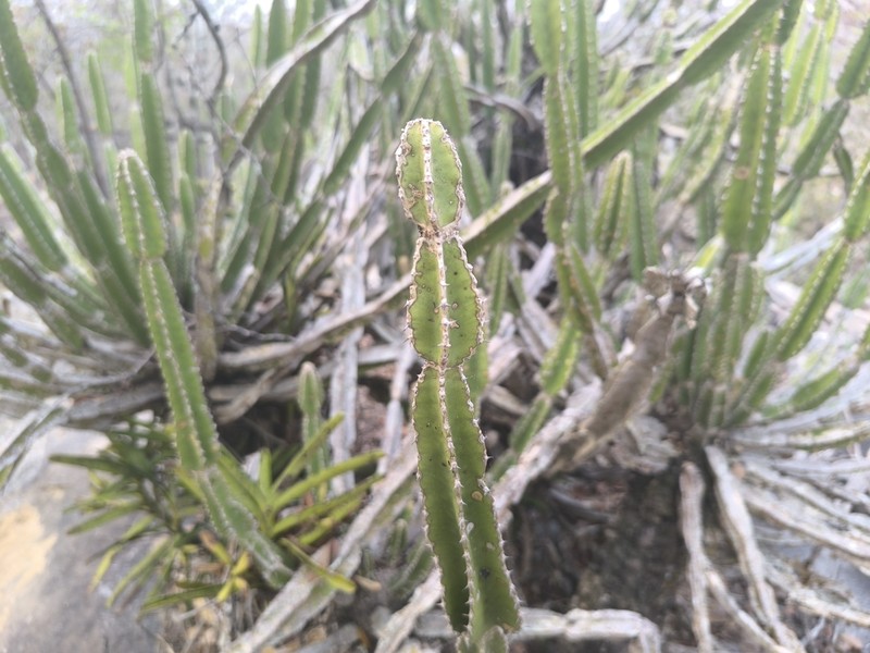 Euphorbia graniticola photo 5