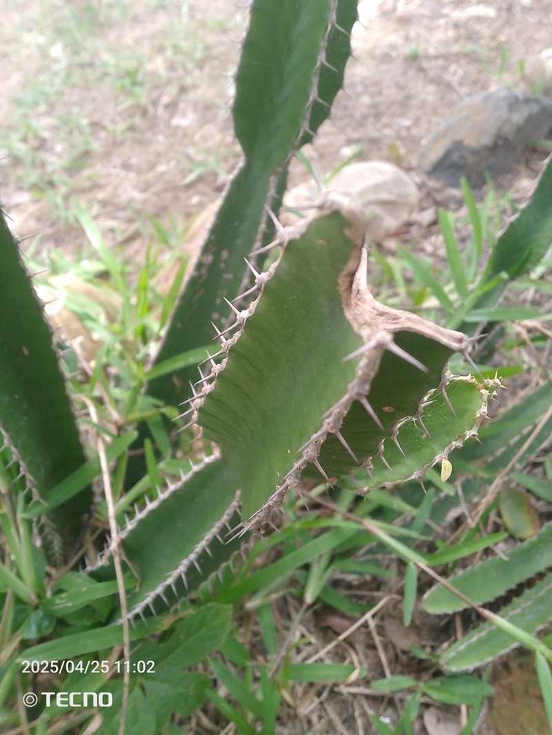 Euphorbia graniticola photo 6