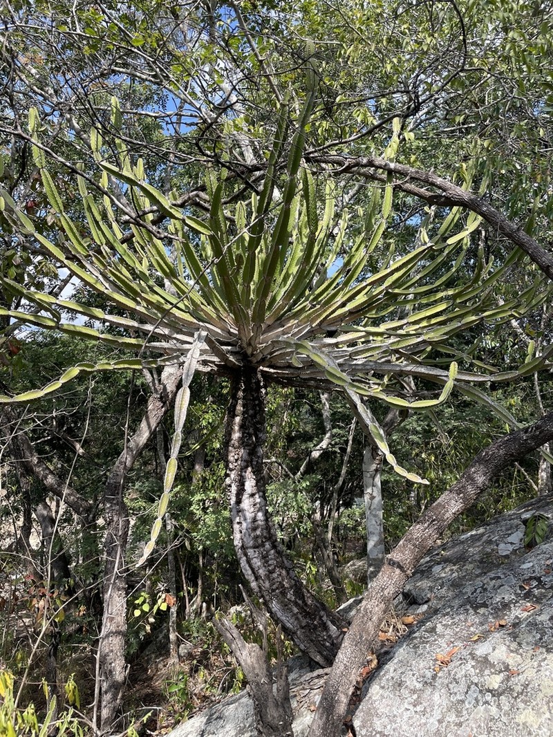 Euphorbia graniticola photo 8