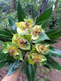 Euphorbia grantii