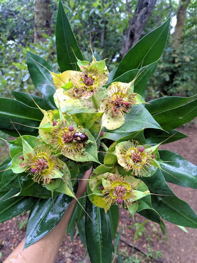 Euphorbia grantii