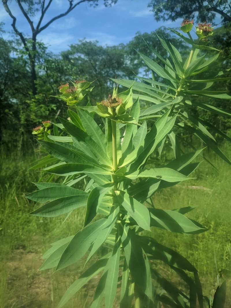 Euphorbia grantii photo 2