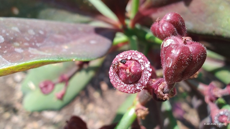 Euphorbia grantii photo 3
