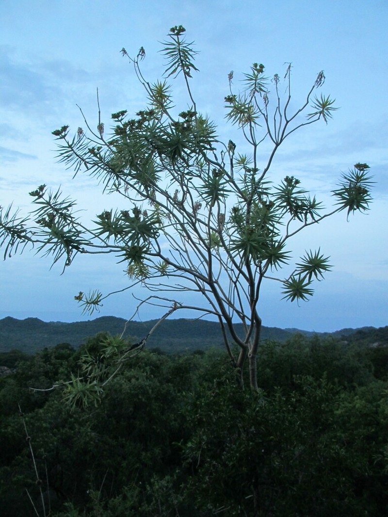 Euphorbia grantii photo 4