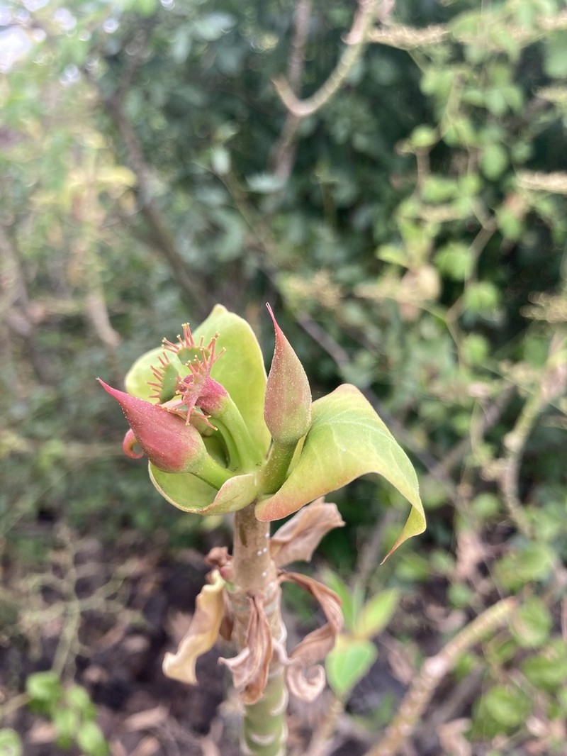 Euphorbia grantii photo 5
