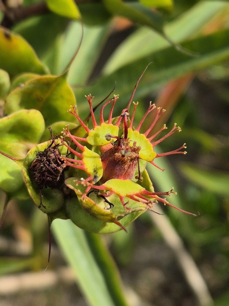 Euphorbia grantii photo 6