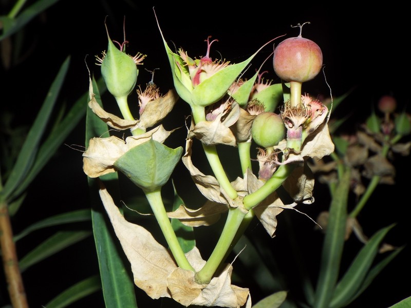 Euphorbia grantii photo 7
