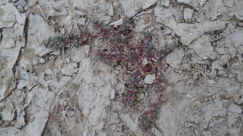 Euphorbia granulata photo 2