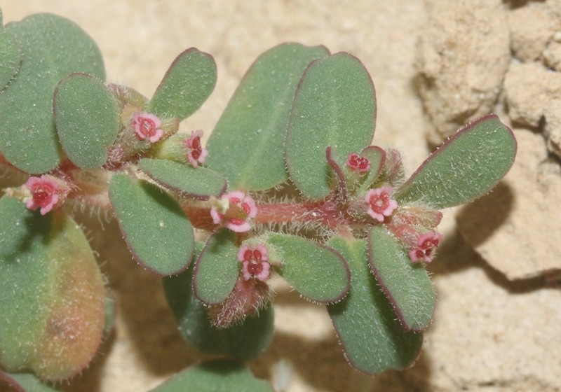 Euphorbia granulata photo 3
