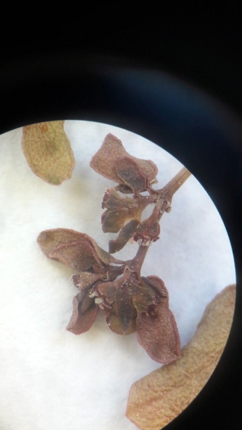 Euphorbia granulata photo 5