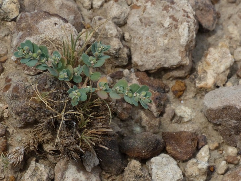 Euphorbia granulata photo 6