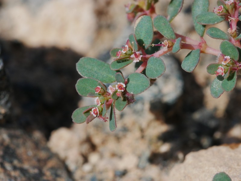 Euphorbia granulata photo 7