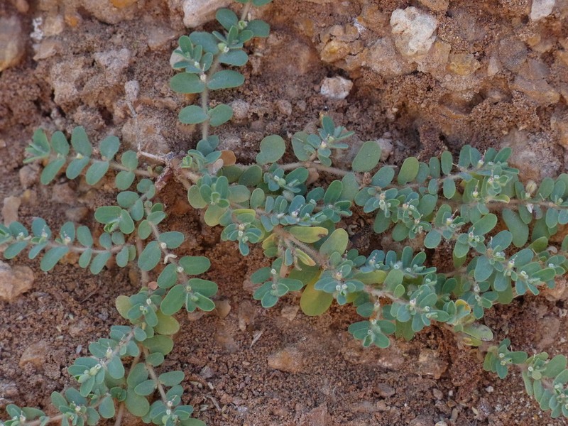 Euphorbia granulata photo 8