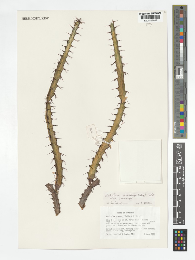 Euphorbia greenwayi photo 3