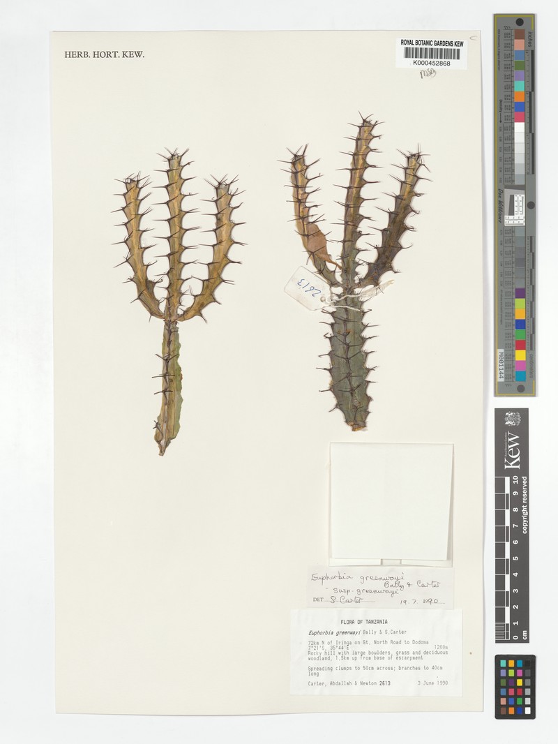 Euphorbia greenwayi photo 4