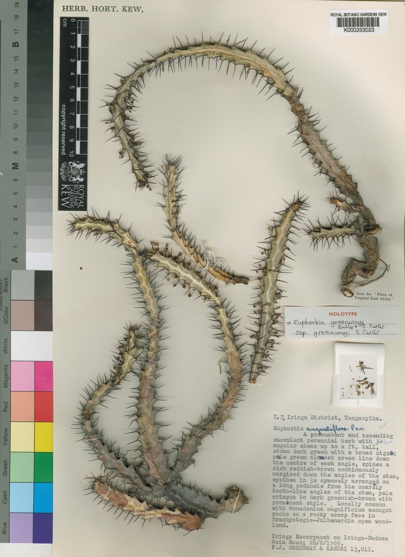 Euphorbia greenwayi photo 6